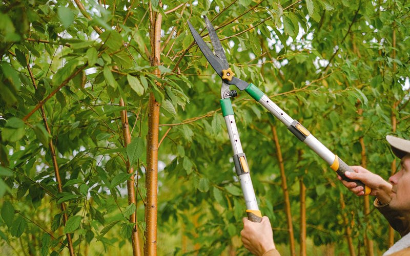 Tree trimming in Parkers Prairie, MN