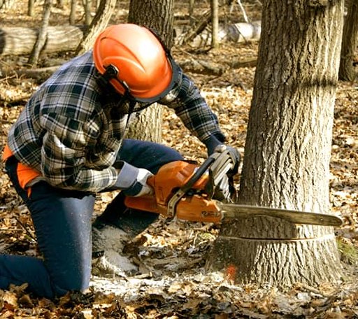 Tree Removal in Parkers Prairie, MN